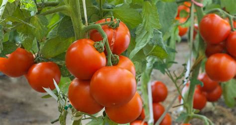 Ingat, tanaman tertentu mungkin harus ditanam di dalam lubang yang lebih dalam atau lebih dangkal. Panduan Lengkap Menanam Pokok Tomato | EncikShino.com