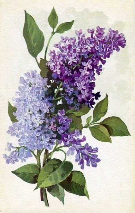 Purple Lilac Flowers Vintage Botanical Print Art Floral Floral