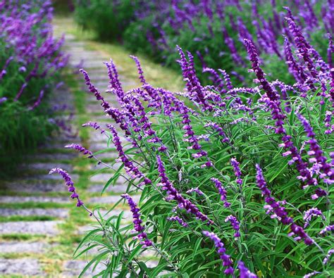 20 Interesting Facts About Salvia - Facts.net