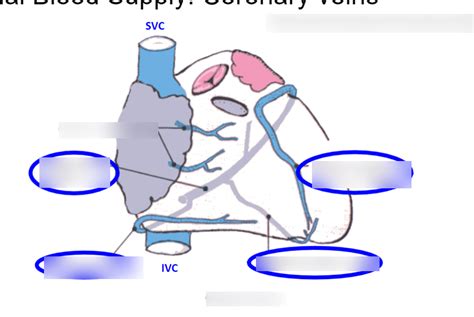 Coronary Veins Diagram Quizlet