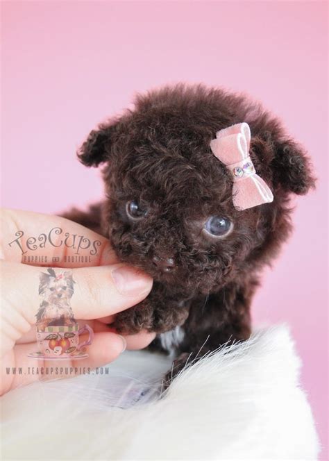 A Rare Micro Teacup Chocolate Poodle Made It Our Way Teacup Puppies