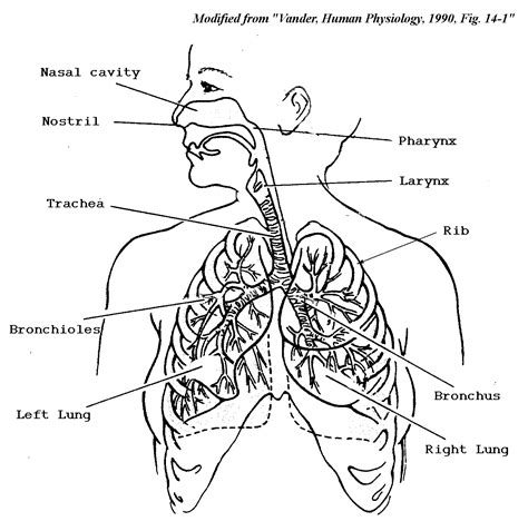 Human Organs Drawing At Getdrawings Free Download