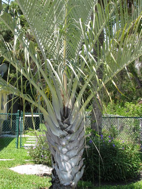 Triangle palm, Neodypsis decaryi, article