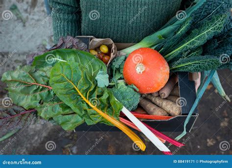 Variety Of Freshly Picked Garden Vegetables In Cardboard Box Stock