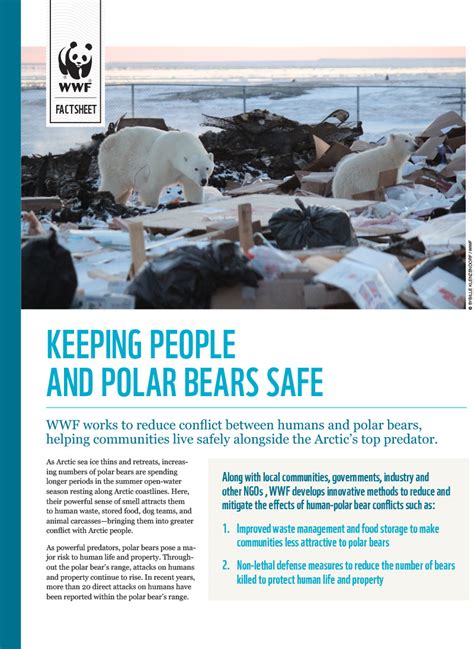 Keeping People And Polar Bears Safe Wwf