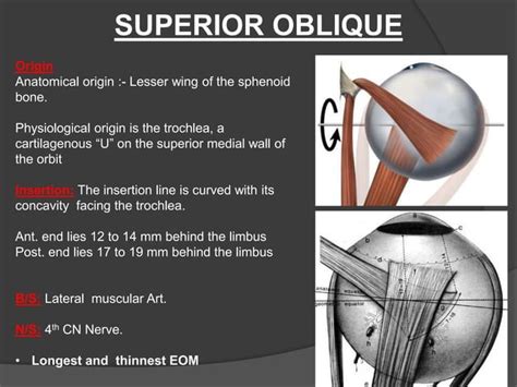 Extraocular Muscles Ppt