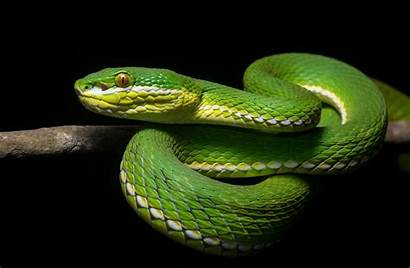 Snake Animals Reptile Wallpapers Desktop Mobile Mamba