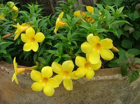 We did not find results for: Allamanda also known as Yellow Bell, Golden Trumpet or ...