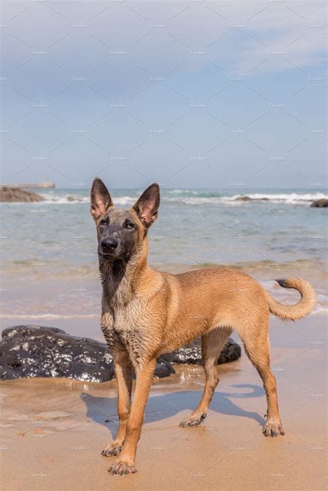 Belgian Malinois Dog In The Beach Animal Photos Creative Market