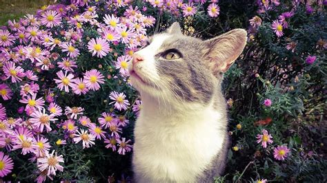 I don't need a bouquet of flowers or expensive jewelry. Are Vinca Poisonous To Cats