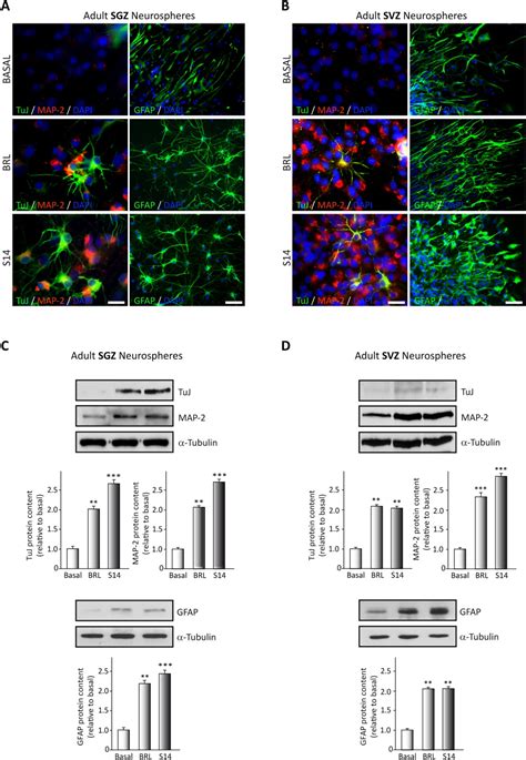 Phosphodiesterase7 Inhibition Activates Adult Neurogenesis