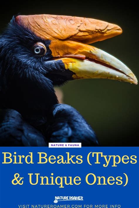 A Birds Beak Isnt Used Just For Eating And Drinking It Enables The