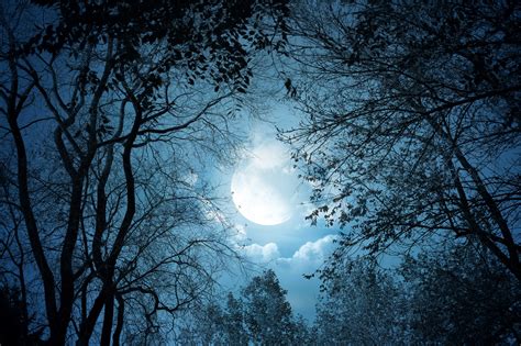 Fantasy Art Trees Forest Moon Night Clouds Dark Moonlight