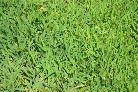 Crabgrass Is A Grassy Weed That Emerges From Seed