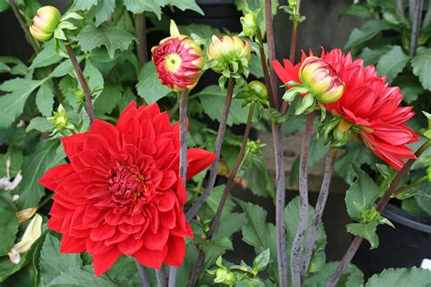 Images Red Dahlias Flowers Flower Bud