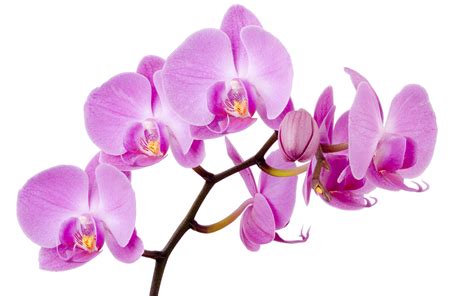 Блог Колибри Png клипарт Beautiful Orchids Flower