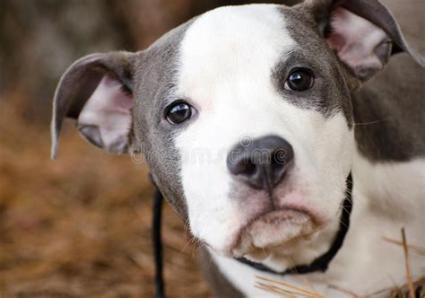 The american pit bull terrier is loyal, tough on itself, and tenacious. Blue And White Pitbull Puppy Dog Stock Photo - Image of border, american: 84031988