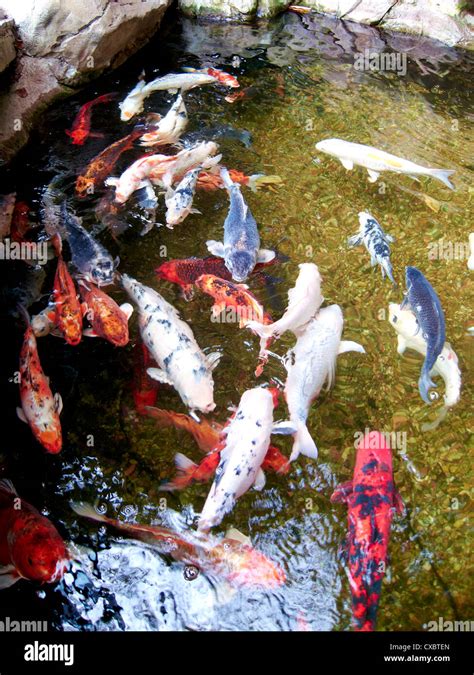 Zen Pond Koi Carp Pool Hi Res Stock Photography And Images Alamy