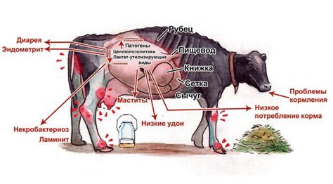 Микрофлора рубца коров дисбиотические нарушения и коррекция с помощью