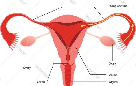 It has several different form when someone is born with both male and female organs, the condition is called ambig. Diagram Reproductive System Female - Aflam-Neeeak