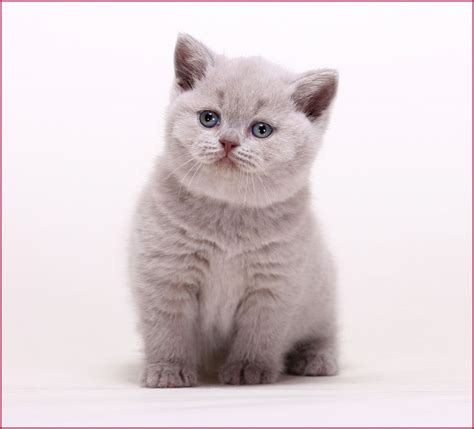 What Is Available Cat Scottish Fold British Shorthair Cats