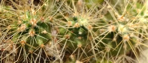 Once you've purchased your saguaro cactus from a reputable source, they will provide a moving crew and deliver. Follow Me Through the Desert: Saguaro Cacti Cactus Seedlings