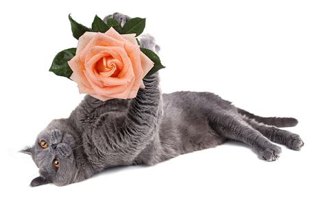 Funny British Cat With Rose Photograph By Alexey Konovalenko Fine Art