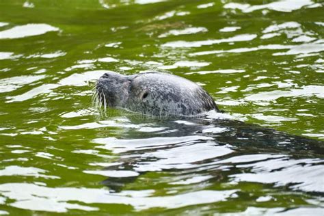 Seal Swimming In The Water Close Up Of The Mammal Stock Photo Image