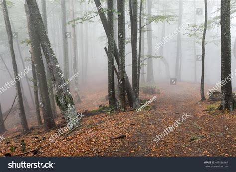 Rain Forest Fog Forest Trees Trail Through A Mysterious