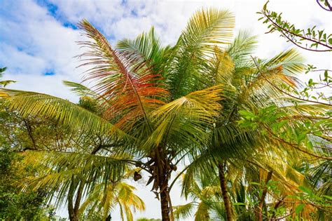 Lush Exotic Tropical Summer Palm In Wild Nature Photo Of Tropical