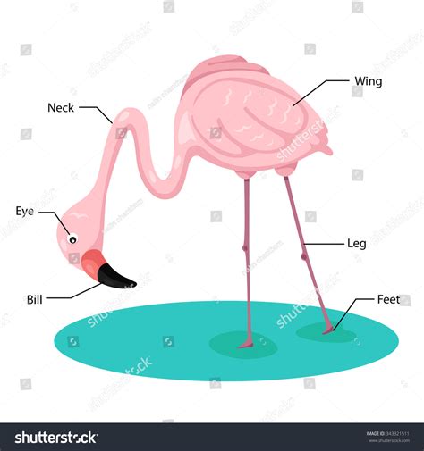 Illustrator Of Flamingos Body Part Stock Vector Illustration 343321511