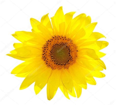 Isolated Single Sunflower On White Stock Photo By ©bambuh 4271704