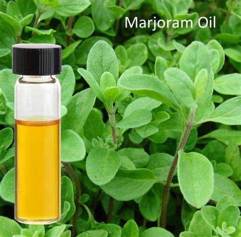Essential oils have been used throughout history by ancient cultures, and can be incorporated into modern daily life in a variety of ways, whether by inhalation, or topical use. Marjoram Essential Oil manufacturer Wholesale Supplier India