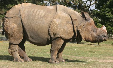 Cute baby animals animals and pets wild animals animal babies animals with their babies mother and baby animals newborn animals. ENCYCLOPEDIA OF ANIMAL FACTS AND PICTURES: RHINOCEROS
