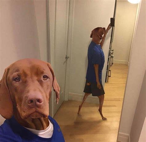 Not Just The Only Acceptable Dog Selfie But Maybe The Best R
