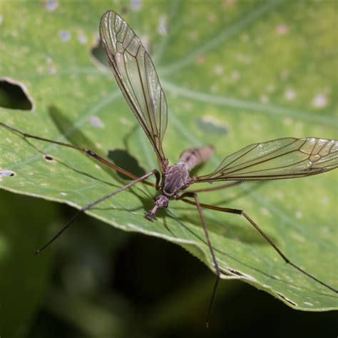 The Crane Fly Insect Photography Insect Photos Crane Fly