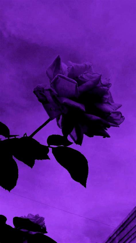 Ț Purple Rose Aesthetic Hd Phone Wallpaper Pxfuel