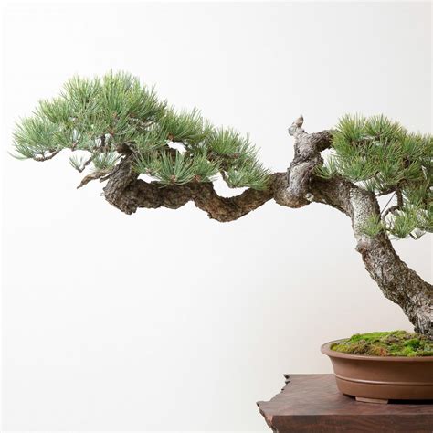 Ponderosa Pine No 5 Bonsai Mirai Ponderosa Pine Modern Chinese