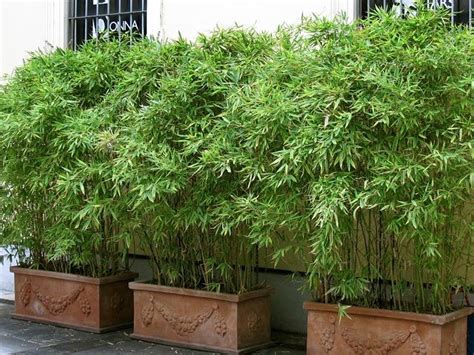 Growing bamboo plants in pots in perth's on a hot summers day the bamboo will need moisture and as there will be no soil left in the pot to hold it, the bamboo will then stress due to a lack of water. Bamboo screening hedge — Ken Eustace