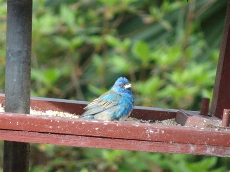 Indigo Bunting Feederwatch