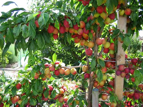 Fruit Trees For A Small Garden Fruit Trees Plum Tree And Small Gardens