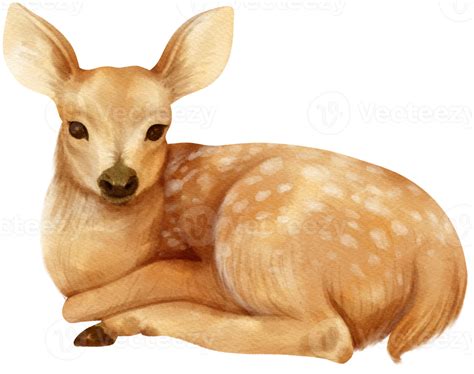 Deer Forest Animals Watercolor Illustration 9372973 Png