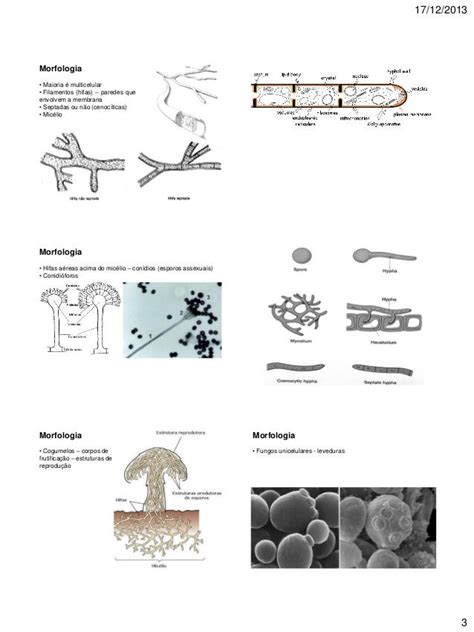 Microbiologia Geral Fungos