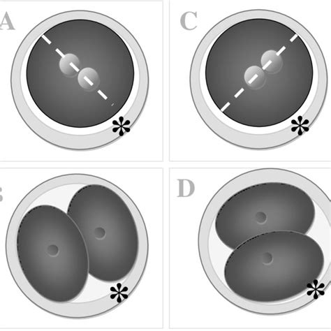 Schematic Representation Of Embryos In The Early Phases Of Development