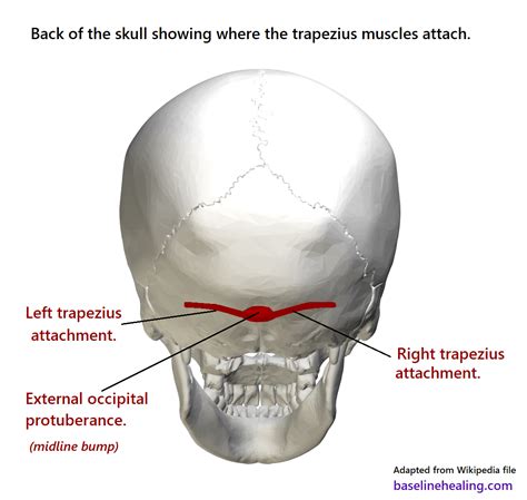 Upper Body To Base Line Connection The Trapezius Muscles