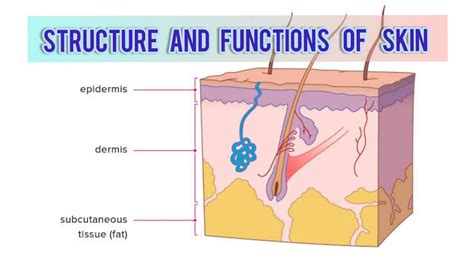 Science Lecture Human Skin Structure Layers Functions Youtube