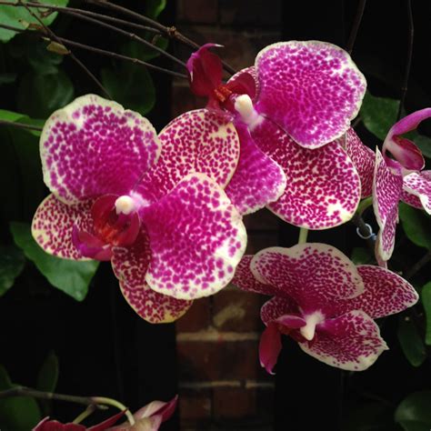 Colombian Orchid Types Of Orchids Flowers Flower Patch