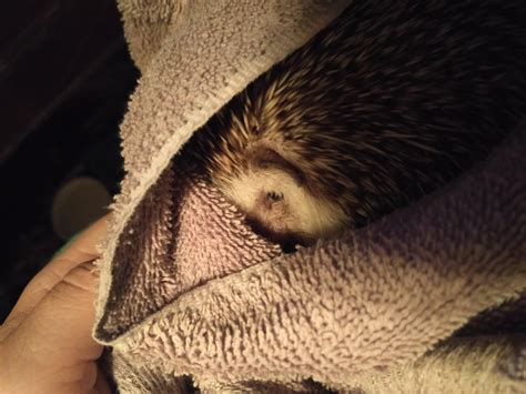 She Is Not A Chill Hog After Her Bath I Am The Greatest Enemy To