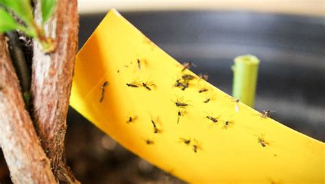 How To Get Rid Of Fungus Gnats A Common Houseplant Pest