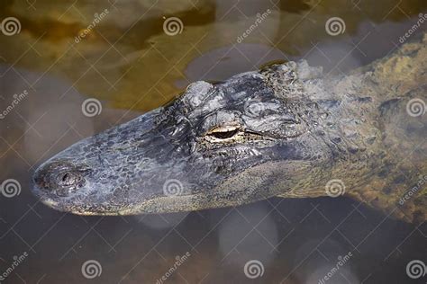 Alligator With Eyes Above Water Stock Photo Image Of Scutes Claw